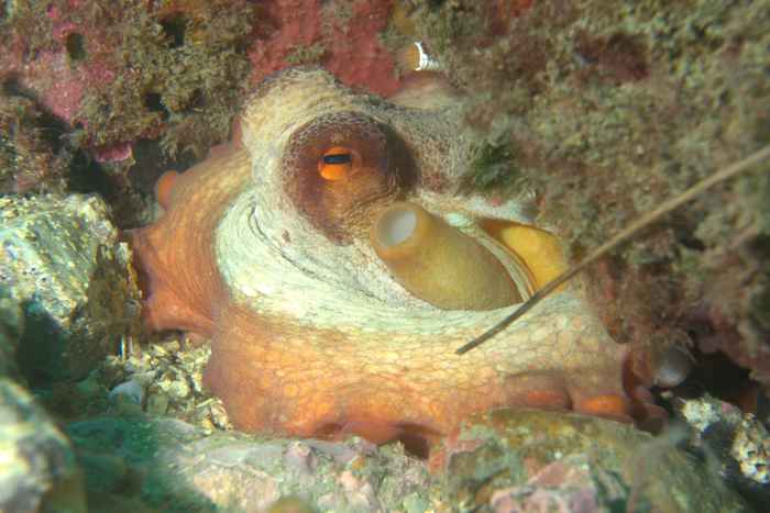 Octopuses