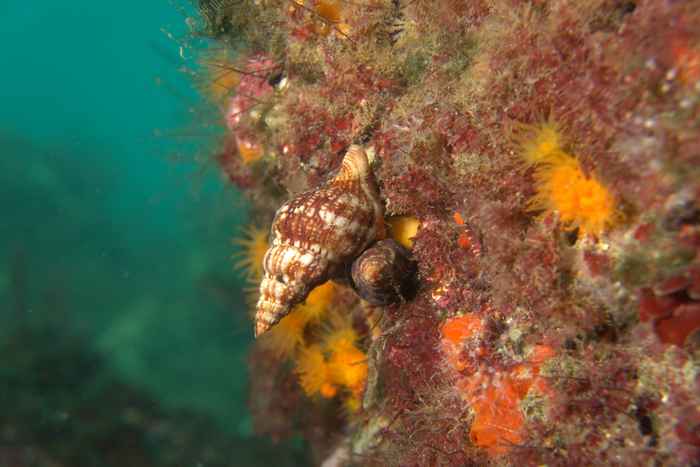 Sea snails