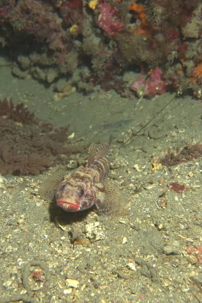 Red-mouthed goby