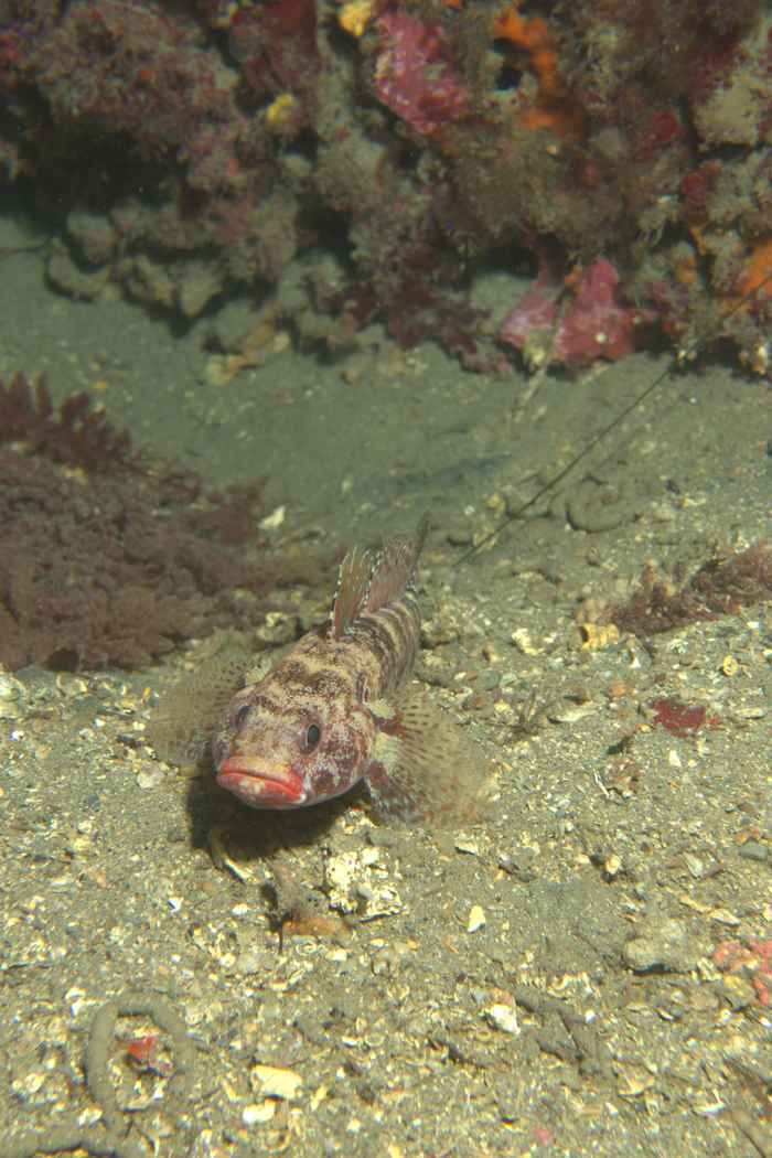 Gobiidae