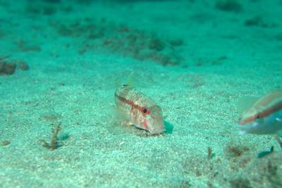 Red mullet