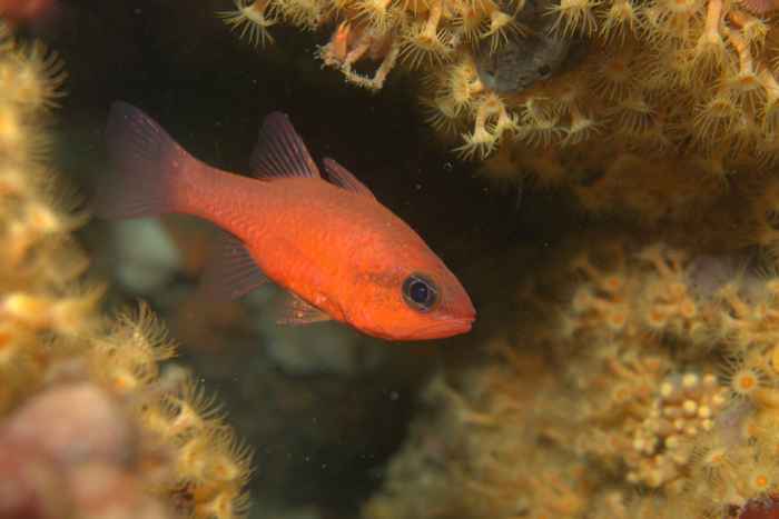 Apogonidae