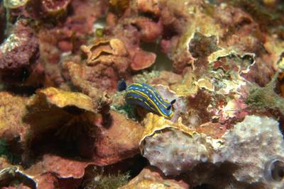 Cantabrian sea slug