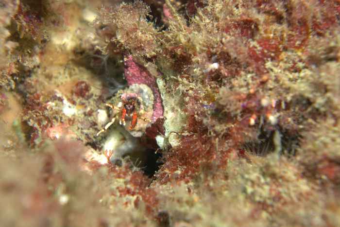 Diogenidae