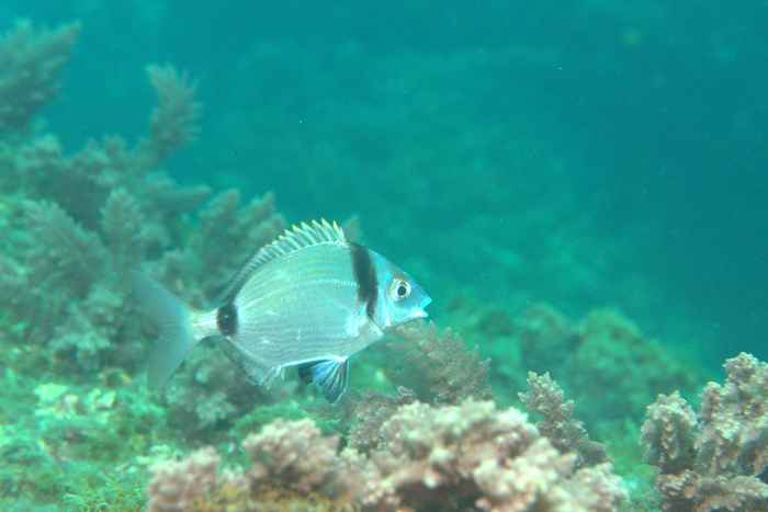 Seabreams