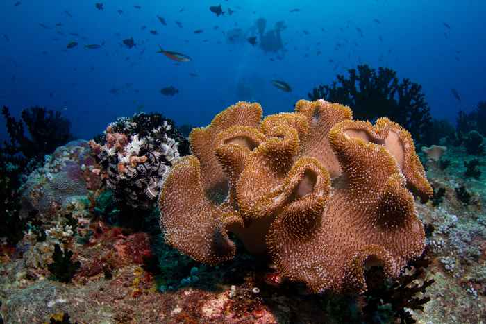 Laamu Atoll
