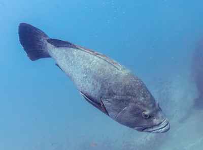 Madeira