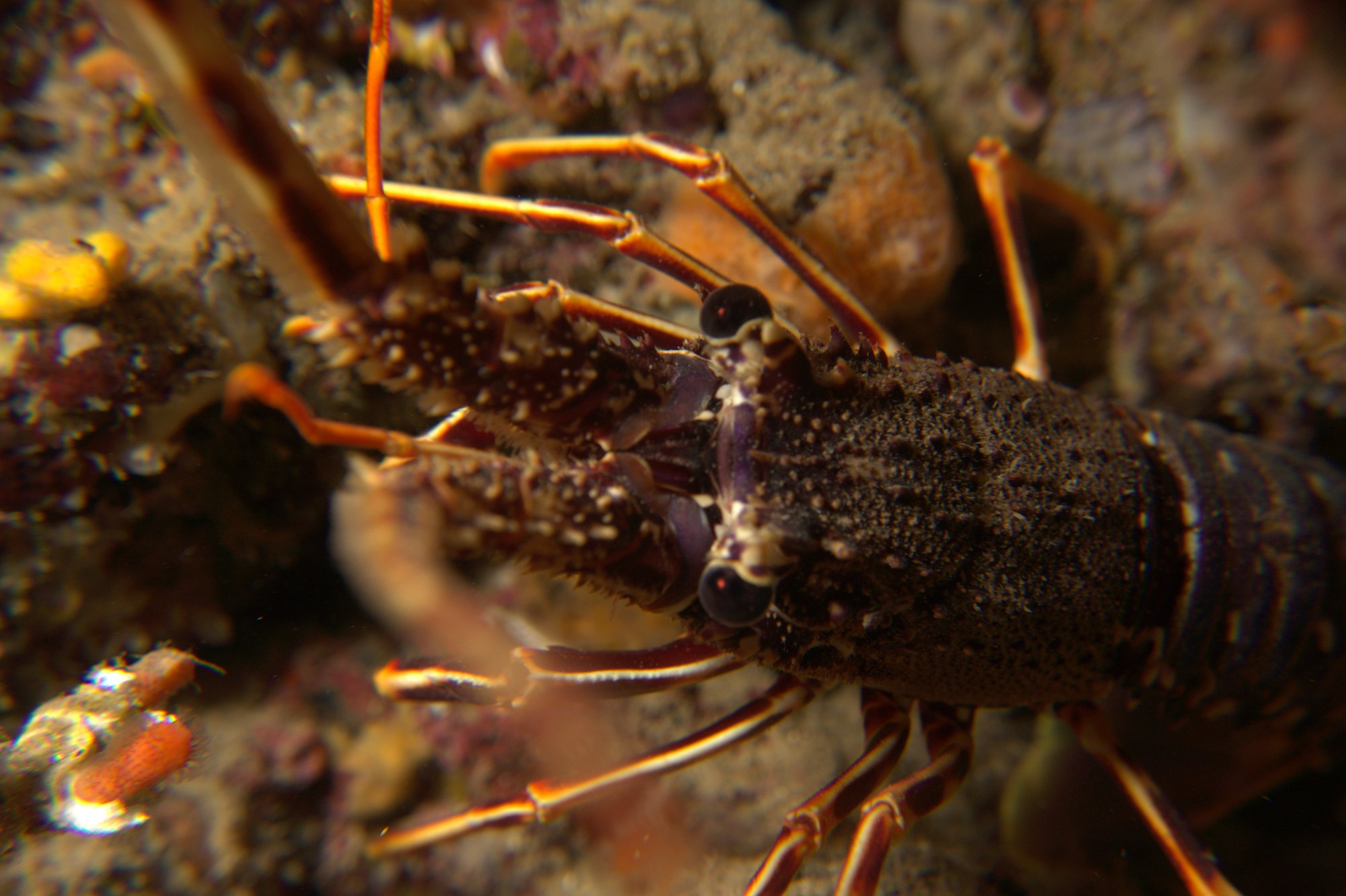 Lobsters