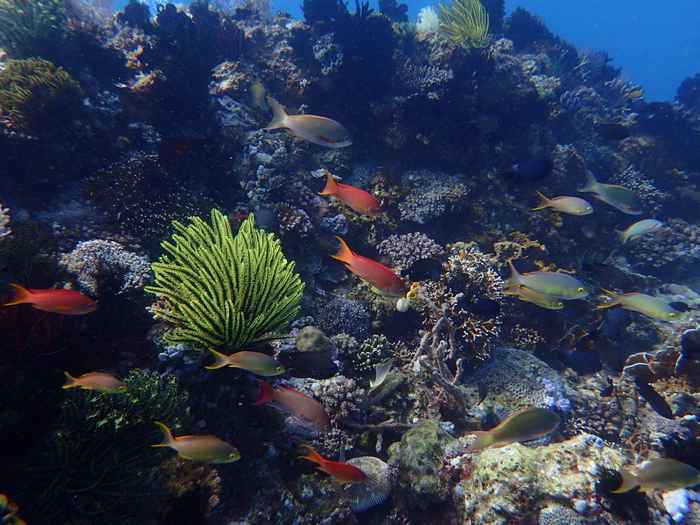 Puerto Galera