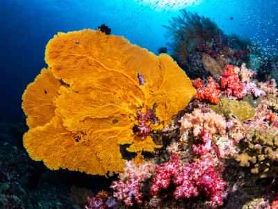 Similan Islands