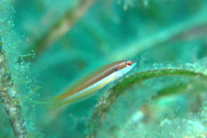 Wrasses