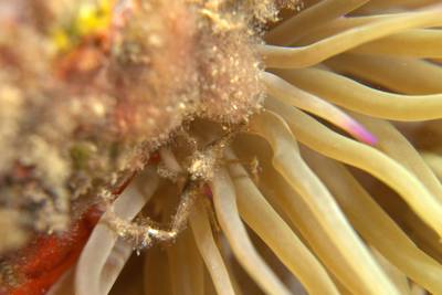 Leach's spider crab