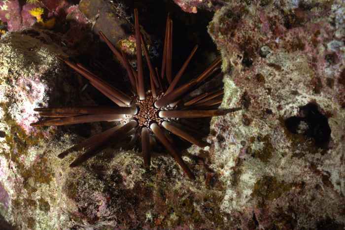Sea urchins