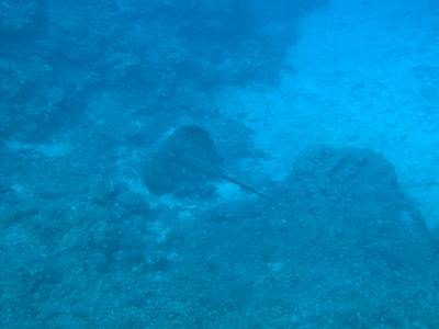 Common stingray