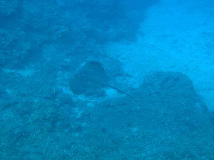 Rays