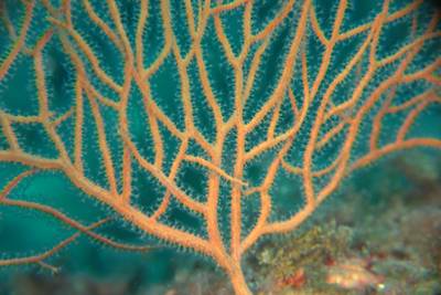 Orange gorgonian