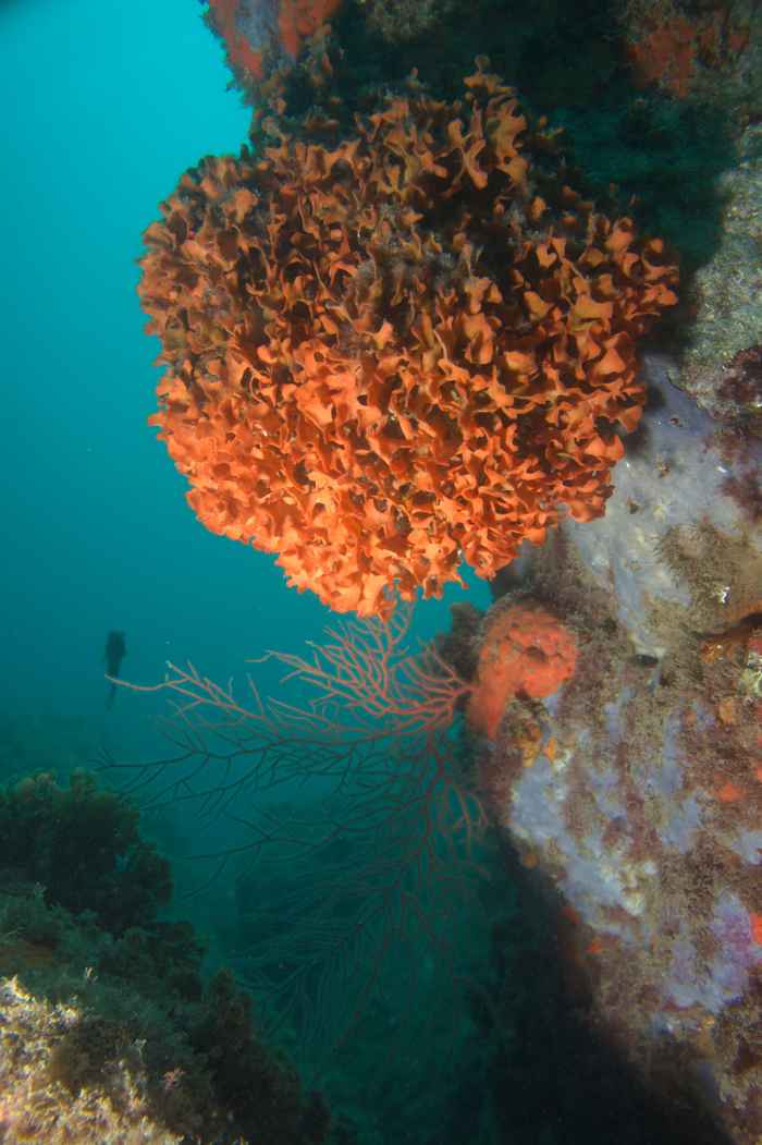 Bryozoans