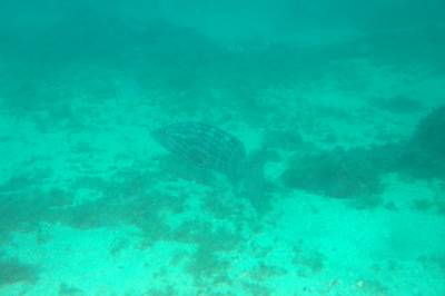 Mottled grouper