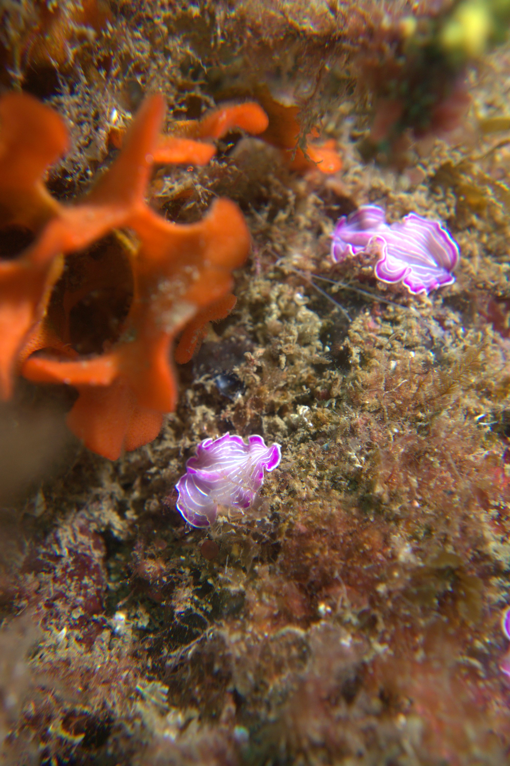 Flatworms