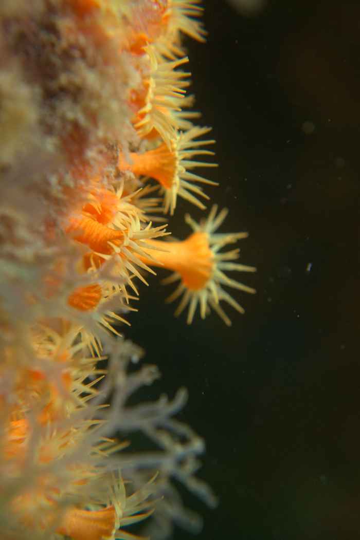 Cluster anemones