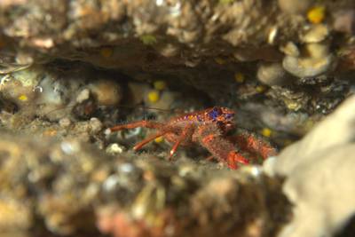 Spinous squat lobster