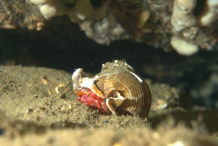 Túneles de Port Salvi
