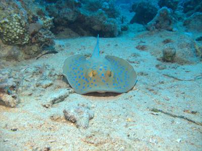 Blue-spotted ray