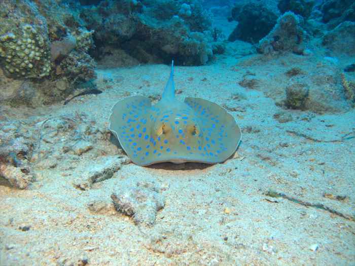 Rays