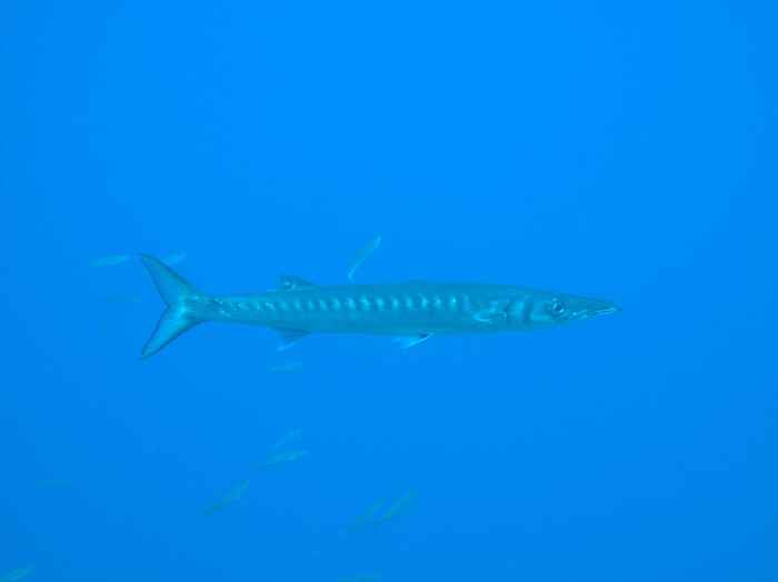 Barracudas
