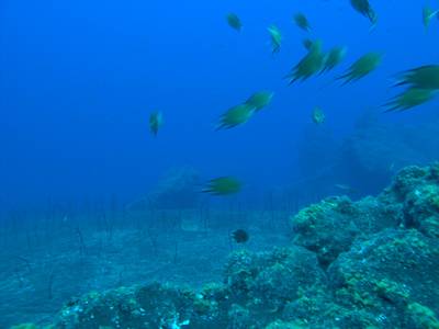 Garden eel