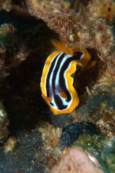 African chromodorid