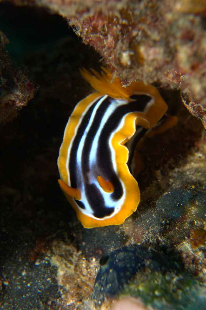 Nudibranchs & sea slugs