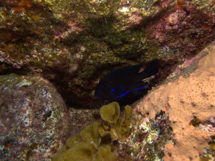 Damselfish