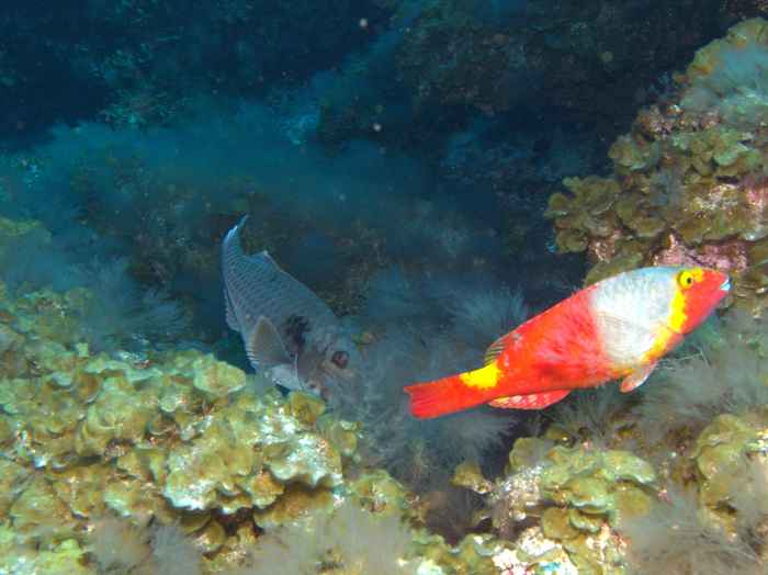 Parrotfish
