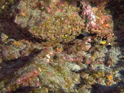 Arrow crab
