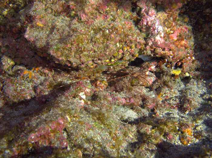 Inachidae