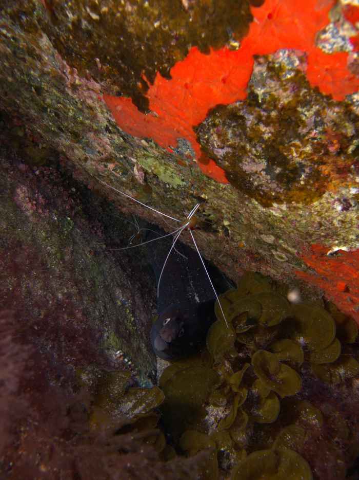 Lysmatidae