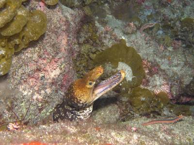 Fangtooth moray