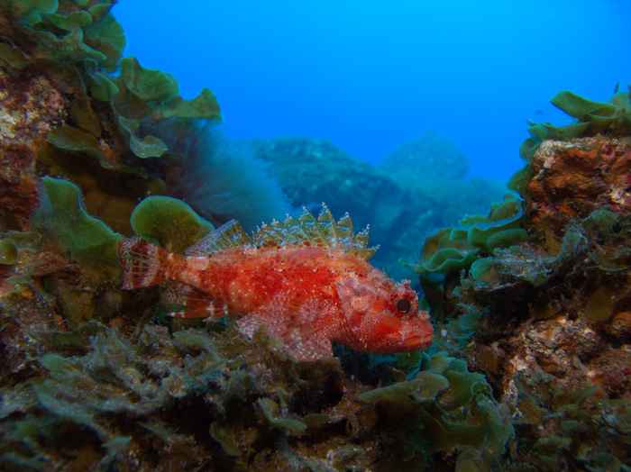 Scorpionfish