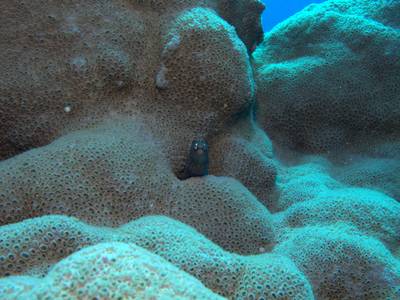 Canary sea mat