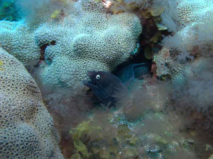Cluster anemones