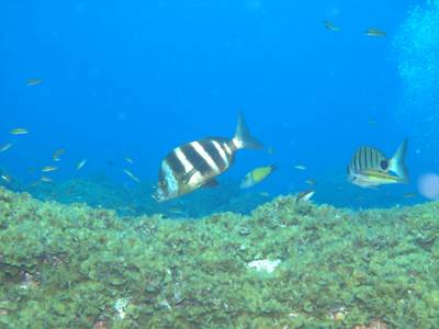 Zebra seabream