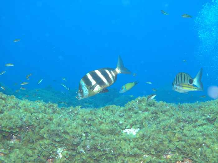 Seabreams