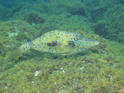 Scrawled filefish