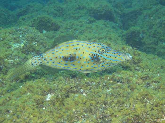 Filefish
