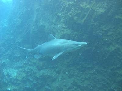 Sand tiger shark