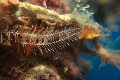 Feather star