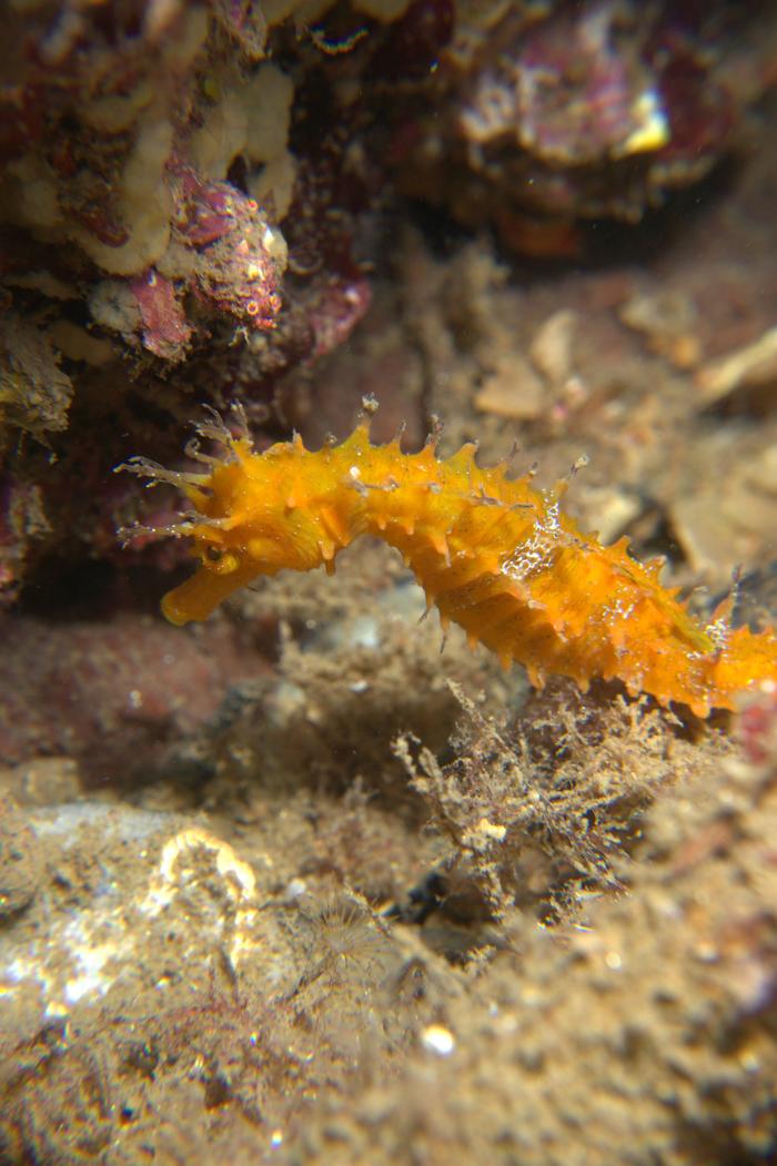 El Santuari