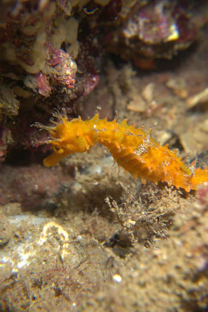 Seahorses & pipefish