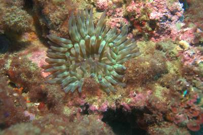 Mediterranean rough anemone